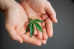 Cannabis Medicinal 3