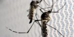 Mosquitos Aedes Aegypti Dengue Portalrbn.com .br Portalrbn.com.br.jpg