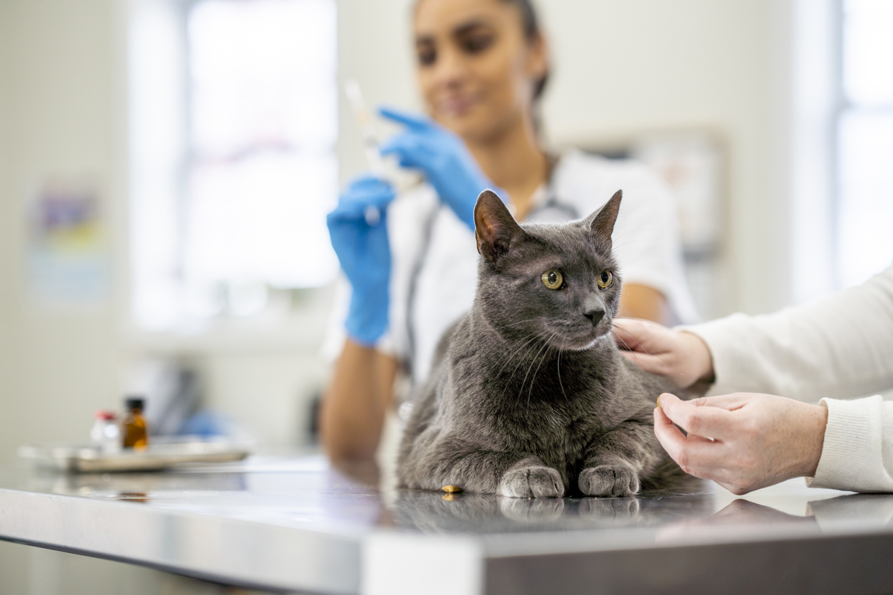 Veterinário vacinando um gato