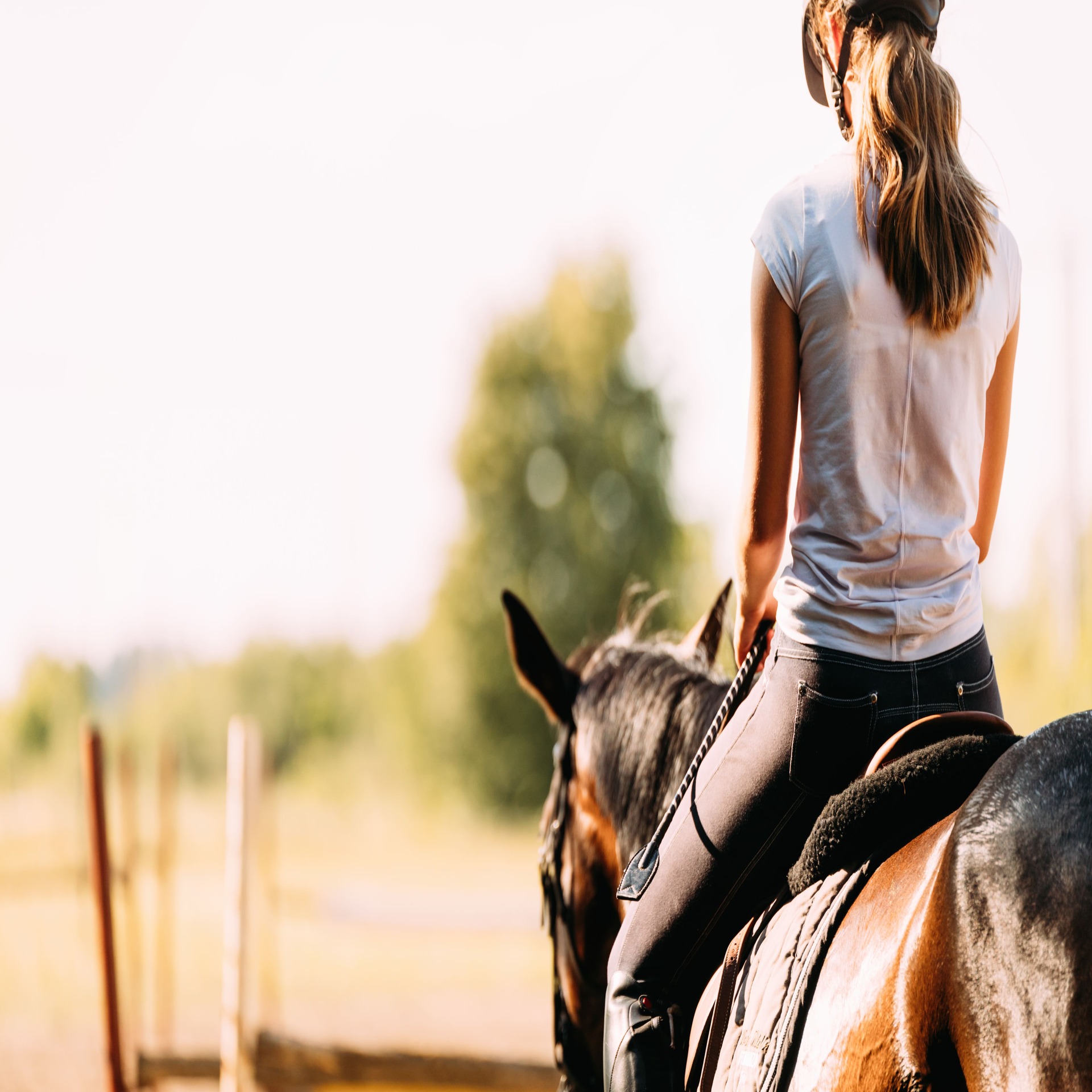 Vetnil Equitacao Conheca Modalidades Esportiva Equestres E Seus Beneficios Foto Divulgacao (1) (1)