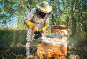 Treatment Of Hives With Smoke With Medicine. Prevention And Treatment Of Bee Diseases.