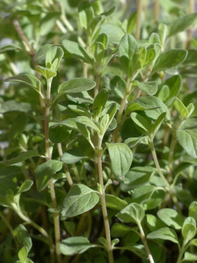 marjoram, plant, culinary herbs