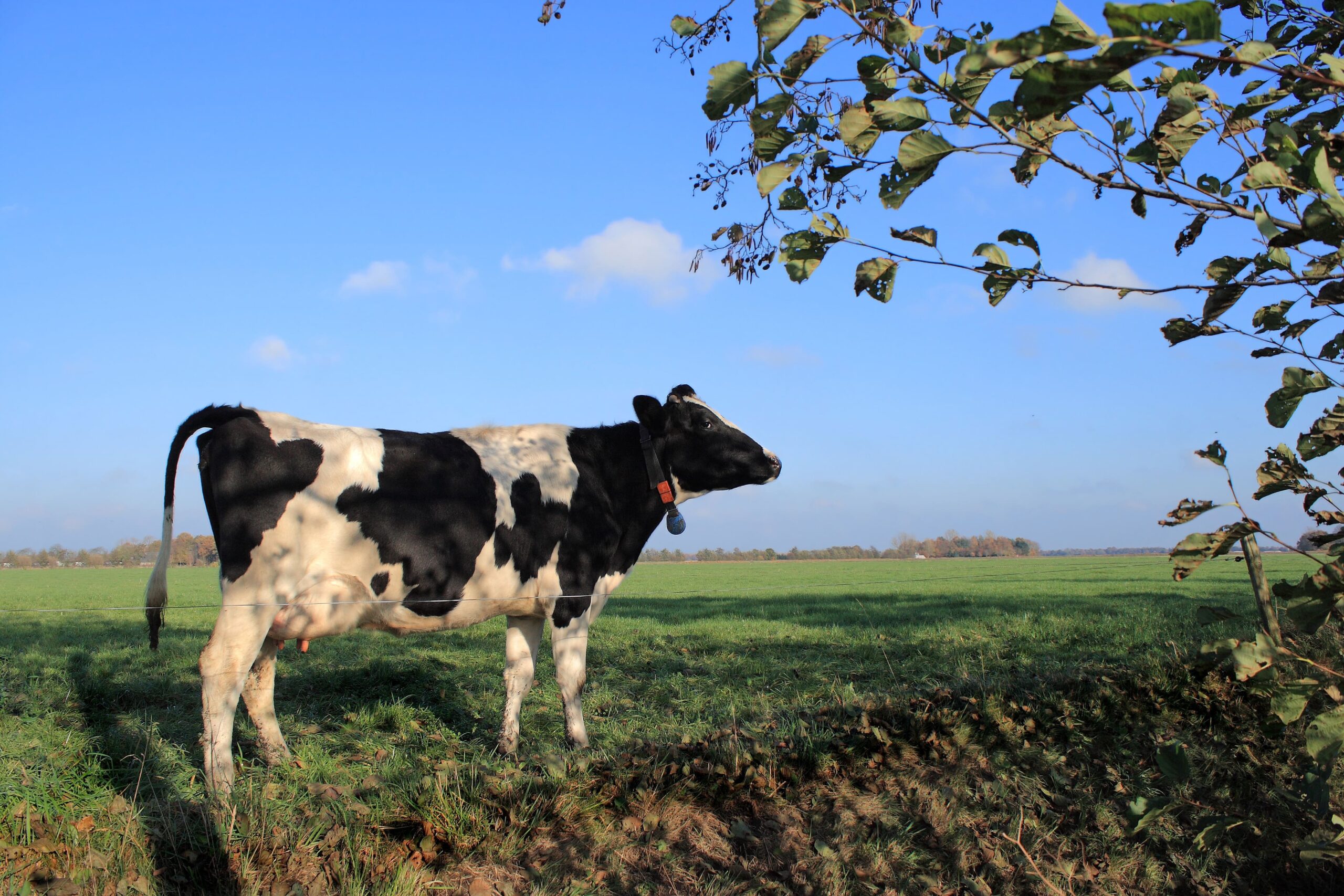 Trouw Nutrition Lanca Produtos Para A Transicao De Vacas Leiteiras Na Agroleite 2024 Foto Divulgacao (1)