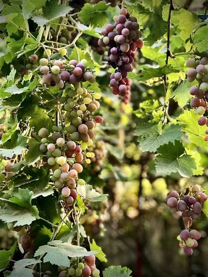 a bunch of grapes hanging from a tree