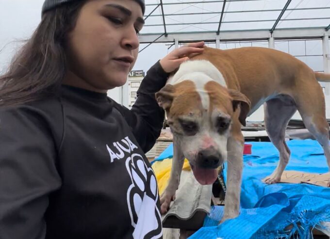 Campanha de Adoção de Animais Resgatados das enchentes no RS Acontece no Shopping Village Mall